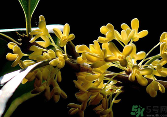 剛摘的桂花怎么處理？桂花摘下來怎么處理？