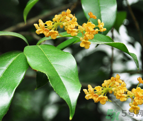 剛摘的桂花怎么清洗？新鮮桂花怎么清洗？