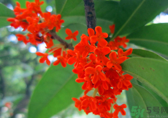 剛摘的桂花怎么清洗？新鮮桂花怎么清洗？