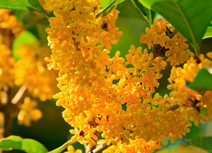 剛摘的桂花怎么清洗？新鮮桂花怎么清洗？
