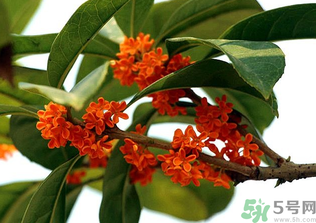 桂花怎么保存？桂花怎么保存香味？