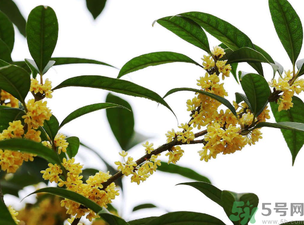 桂花怎么保存？桂花怎么保存香味？