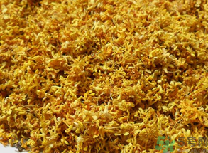  桂花多少錢一斤？桂花多少錢一兩？