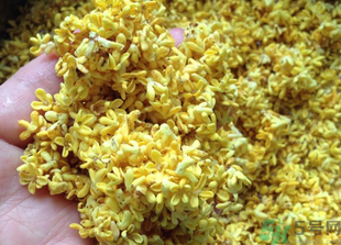 新鮮桂花怎么吃？新鮮桂花的食用方法