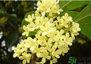 新鮮桂花怎么吃？新鮮桂花的食用方法