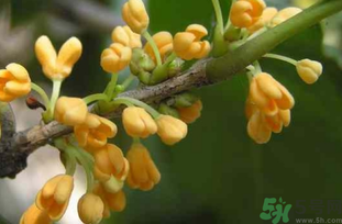 剛摘的桂花能吃嗎？剛摘的桂花可以吃嗎？
