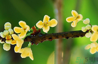 剛摘的桂花能吃嗎？剛摘的桂花可以吃嗎？