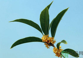 桂花可以做什么？新鮮桂花可以做什么？