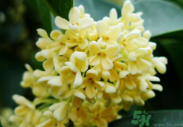 剛摘的桂花有蟲怎么辦？干桂花長蟲怎么辦？