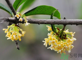 剛摘的桂花有蟲怎么辦？干桂花長蟲怎么辦？