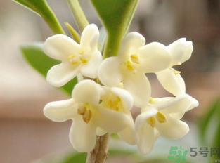 新鮮桂花怎么做干桂花？剛摘的桂花怎么處理成干桂花？