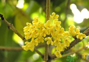 桂花怎么曬干？桂花曬好后可以做什么？