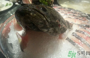 黑魚(yú)死了還能吃嗎？死黑魚(yú)能吃嗎？