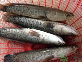 黑魚(yú)死了還能吃嗎？死黑魚(yú)能吃嗎？