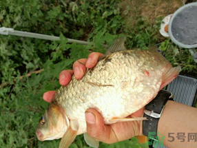 鯽魚死了多久不能吃？剛死的鯽魚能吃嗎？