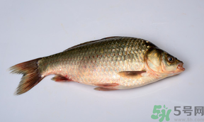 鯽魚死了多久不能吃？剛死的鯽魚能吃嗎？