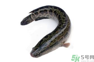 黑魚怎么洗掉身上的粘液?黑魚怎么洗才干凈? 黑魚怎么洗掉身上的粘液?黑魚怎么洗才干凈?