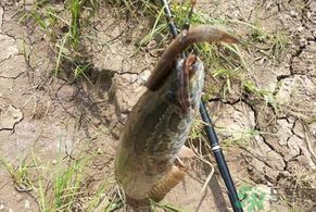黑魚(yú)怎么釣？釣黑魚(yú)技巧
