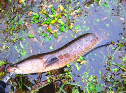 黑魚(yú)怎么釣？釣黑魚(yú)技巧