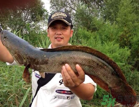 釣黑魚用什么餌？釣黑魚用什么餌最好？