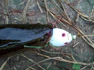 釣黑魚用什么餌？釣黑魚用什么餌最好？