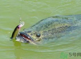 路亞釣黑魚用什么假餌？路亞釣黑魚用什么餌？