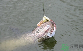 路亞釣黑魚用什么假餌？路亞釣黑魚用什么餌？