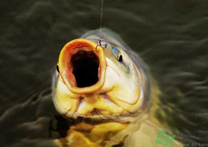 夜釣鯉魚用什么餌料？秋天夜釣鯉魚用什么餌料？