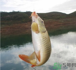 夜釣鯉魚用什么餌料？秋天夜釣鯉魚用什么餌料？