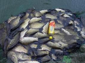 秋天夜釣鯽魚用什么餌料？秋天夜釣鯽魚餌料配方