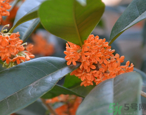 桂花可以做什么食物？桂花可以做什么吃的？