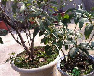 桂花可以做什么？新鮮桂花可以做什么？