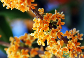 桂花一年開幾次花？桂花是幾月份開花？