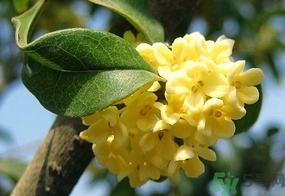 桂花一年開幾次花？桂花是幾月份開花？