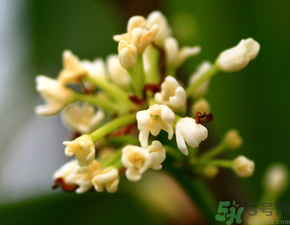 桂花一年開幾次花？桂花是幾月份開花？