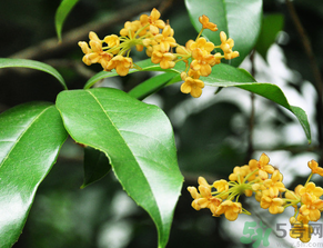  桂花什么季節(jié)開花？桂花什么時候開花？