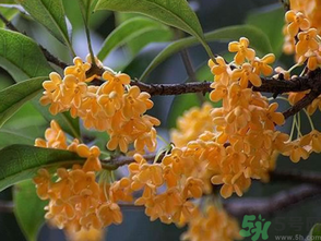  桂花什么季節(jié)開花？桂花什么時候開花？
