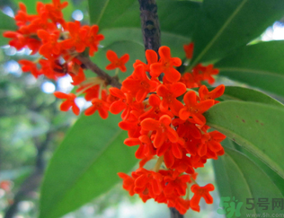  桂花什么季節(jié)開花？桂花什么時候開花？