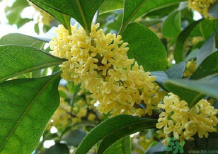 桂花是什么顏色？桂花有幾種顏色？