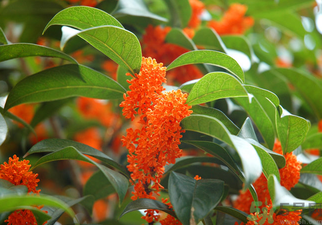 桂花是什么顏色？桂花有幾種顏色？
