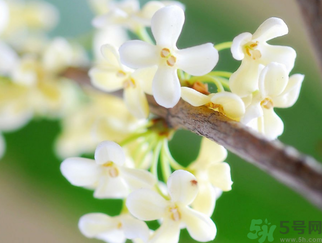 桂花是什么顏色？桂花有幾種顏色？