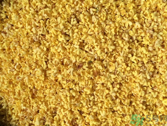 桂花可以做枕頭嗎？桂花做枕頭有什么功效？