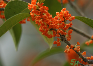 桂花可以做面膜嗎？?桂花面膜制作方法