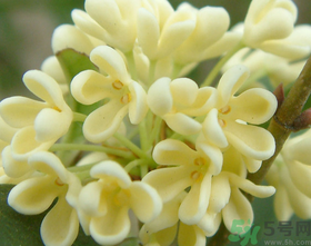 桂花怎么做香水？新鮮桂花怎么做香水？
