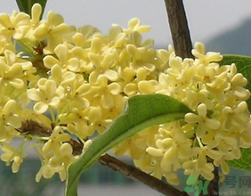 桂花不開花是什么原因？桂花不開花怎么辦？