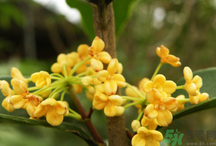 桂花不開花是什么原因？桂花不開花怎么辦？