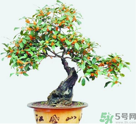 桂花樹可以種在室內(nèi)嗎？桂花樹適合在室內(nèi)嗎？
