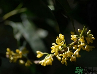 桂花酒的保質(zhì)期是多少？桂花酒過期了能喝嗎？