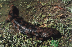 野生娃娃魚多少錢一斤？野生娃娃魚多少錢一條？
