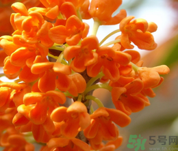 桂花和茶葉能一起泡嗎？桂花能和茶葉一起泡嗎？